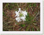 Wildflowers - Cabot Trail - Cape Breton * 2592 x 1944 * (1.26MB)